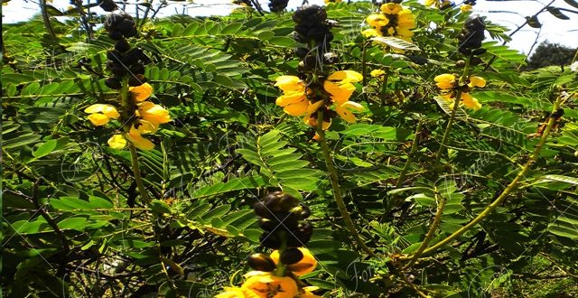 Abejoncillo - Senna didymobotrya