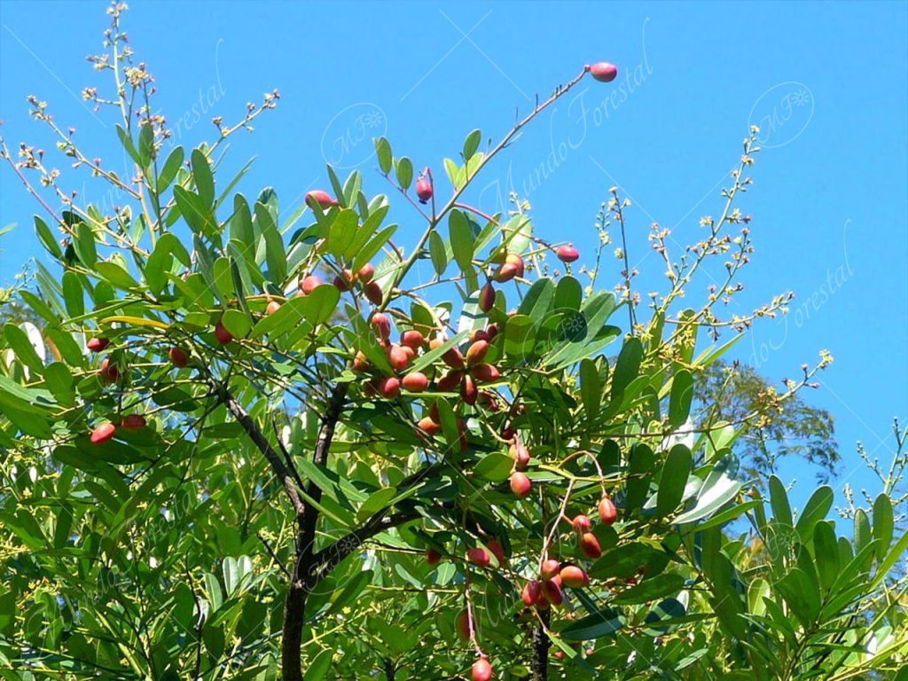 Aceituno - Simarouba amara