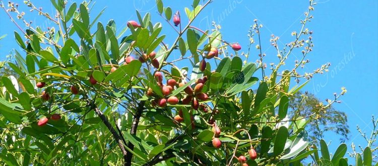 Aceituno - Simarouba amara