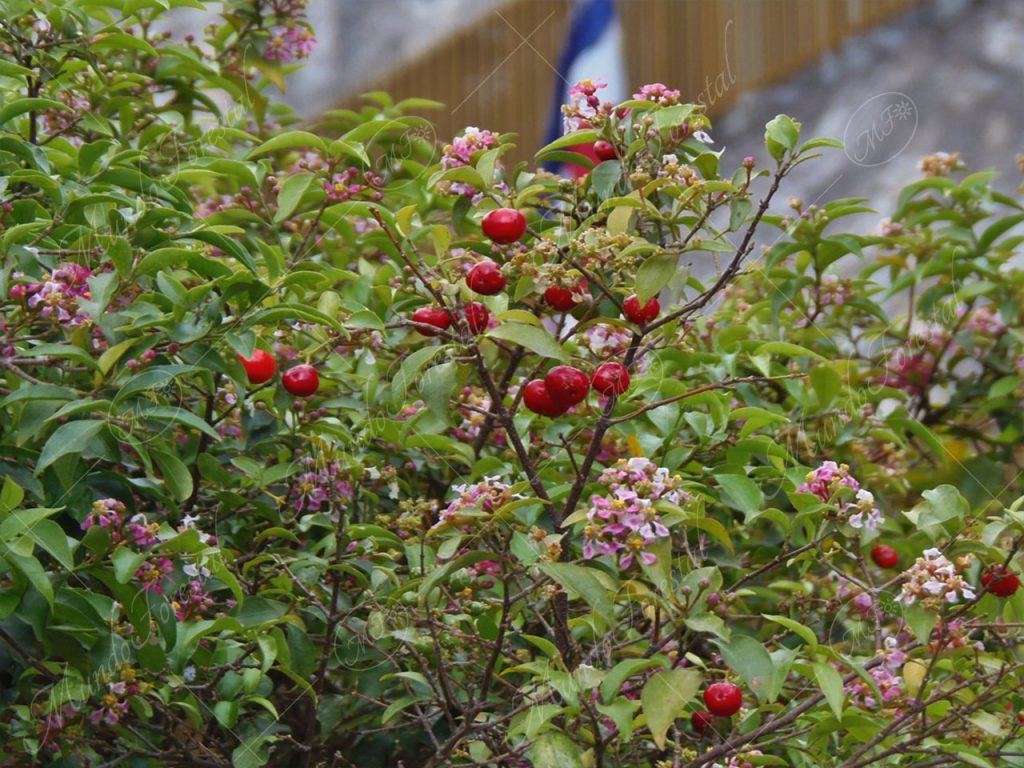 Flores y frutos de acerola Malpighia glabra
