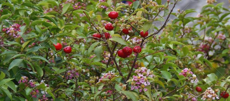 Flores y frutos de acerola Malpighia glabra
