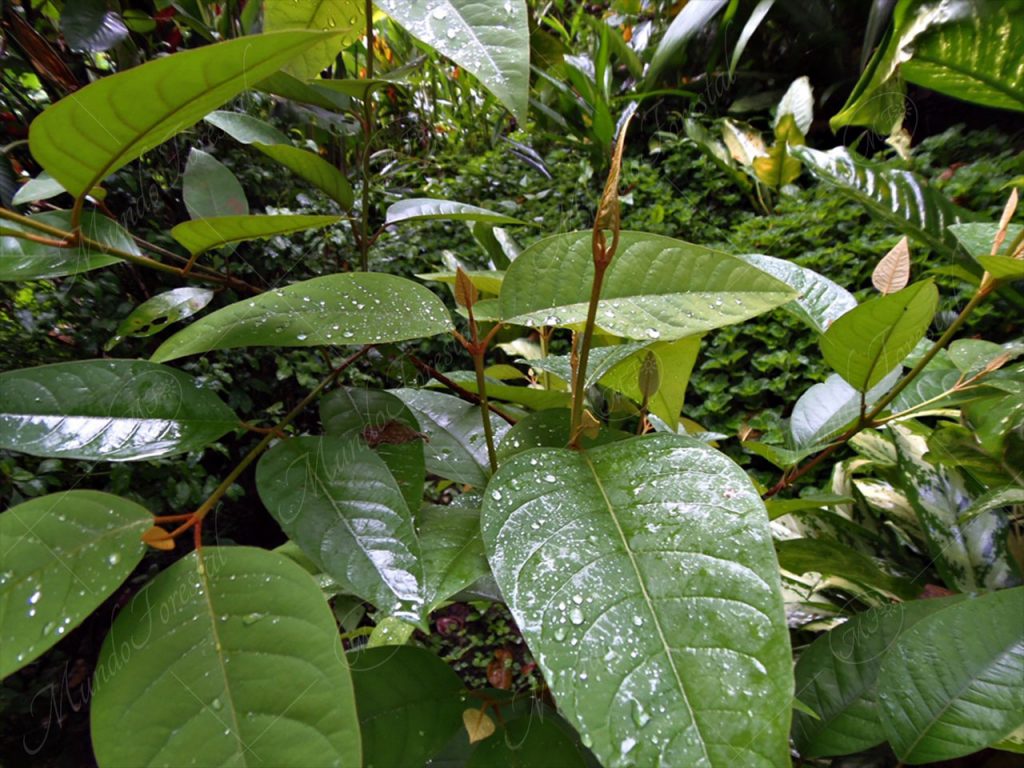 El achiotillo -Vismia baccifera-
