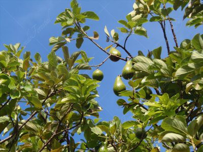 Aguacate - Persea americana