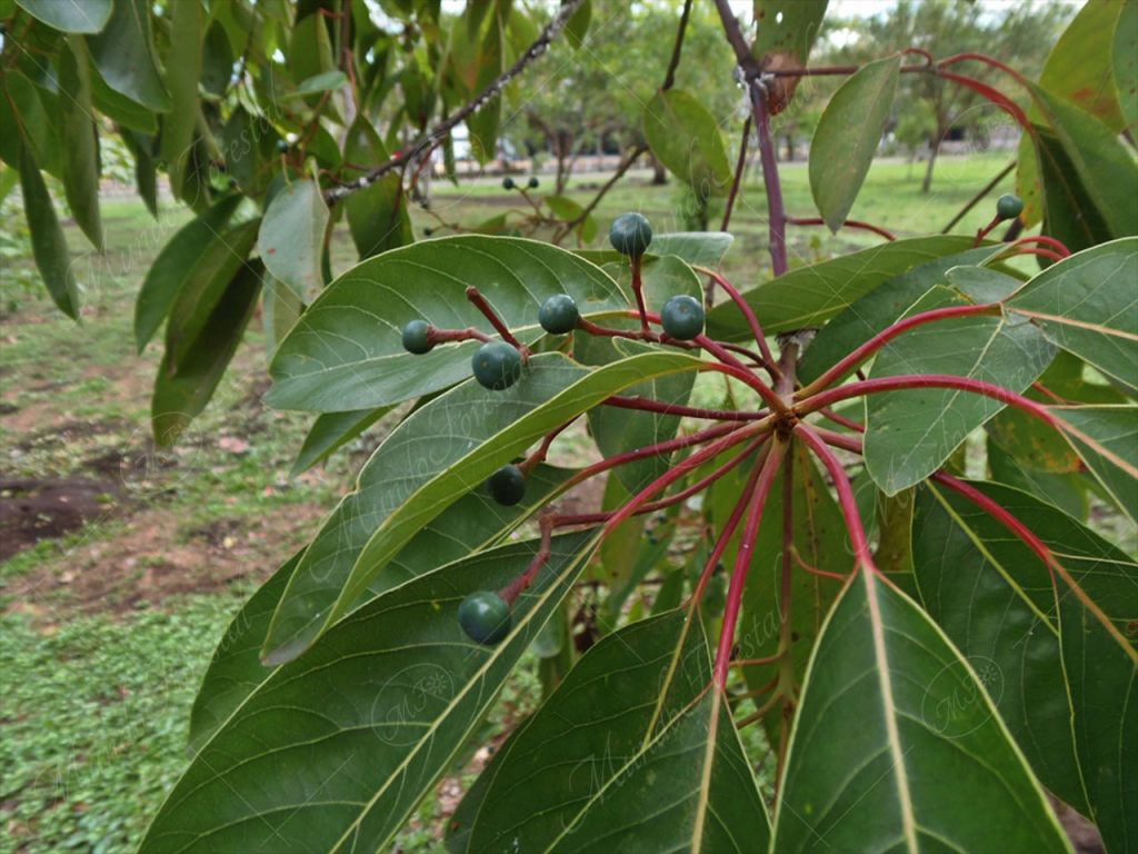 El aguacatillo - Persea caerulea -