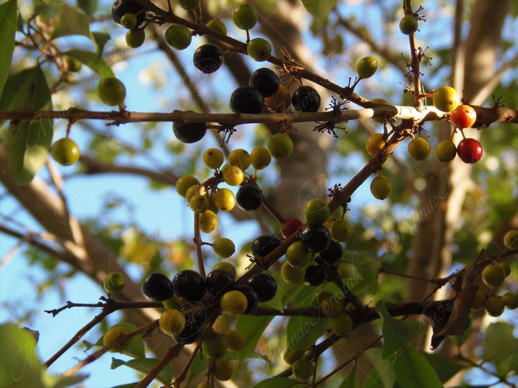 El albahaquillo-Eugenia galalonensis -