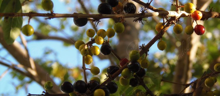 El albahaquillo-Eugenia galalonensis -