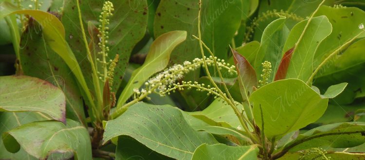 Almendro de playa - Terminalia catappa -