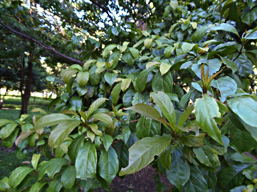 Amarillón - Terminalia amazonia -