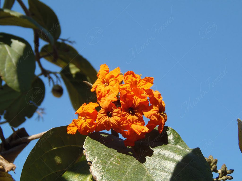 Anacahuita - Cordia sebestena