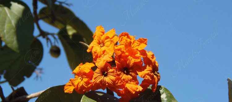 Anacahuita - Cordia sebestena