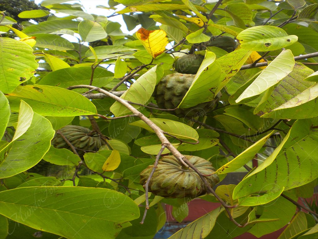 Anona - Annona cherimola -