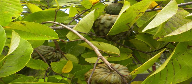 Anona - Annona cherimola -