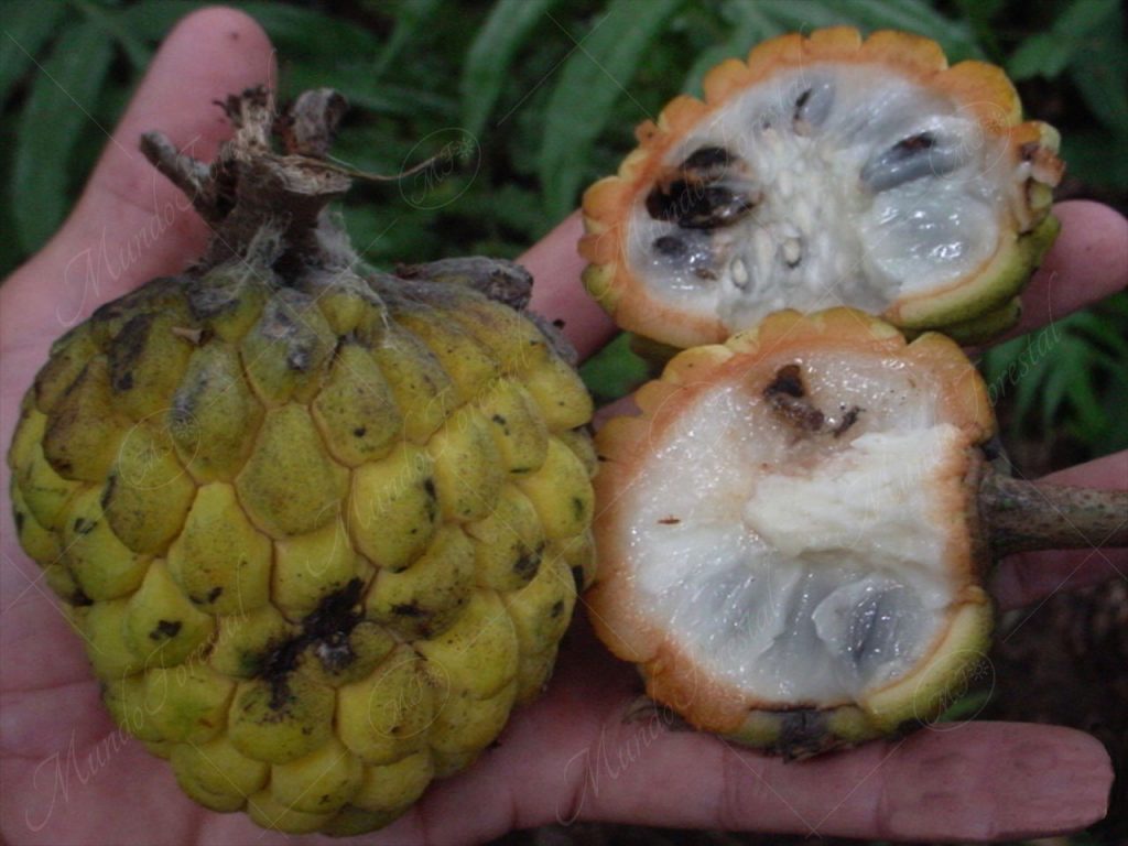 El anono amarillo - Annona squamosa -