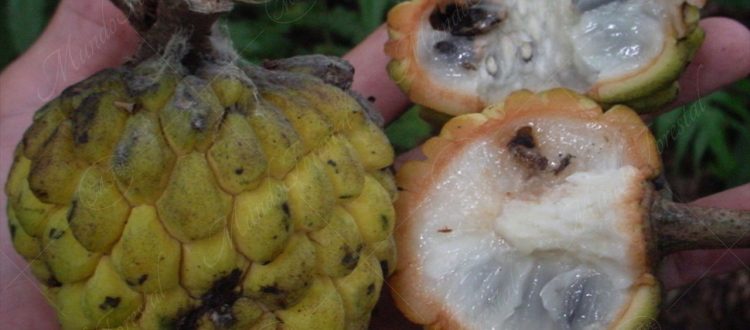 El anono amarillo - Annona squamosa -