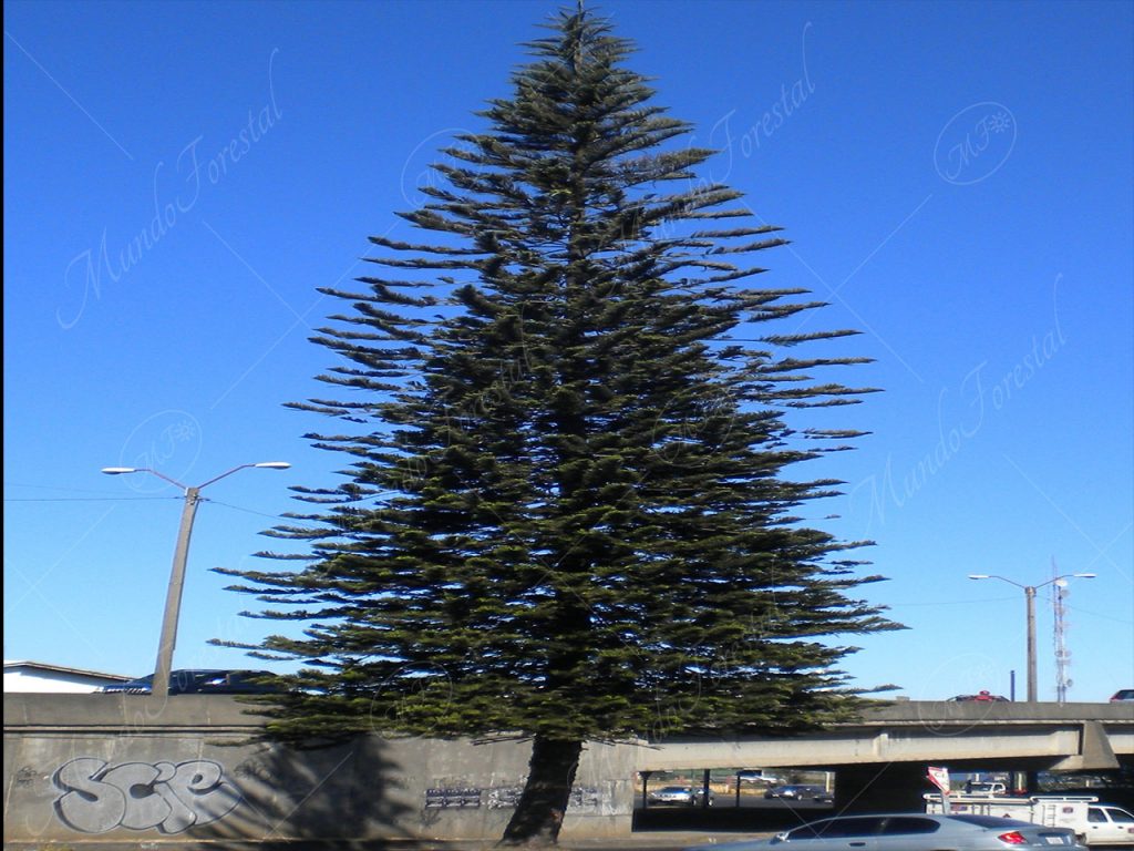 Araucaria - Araucaria heterophylla -