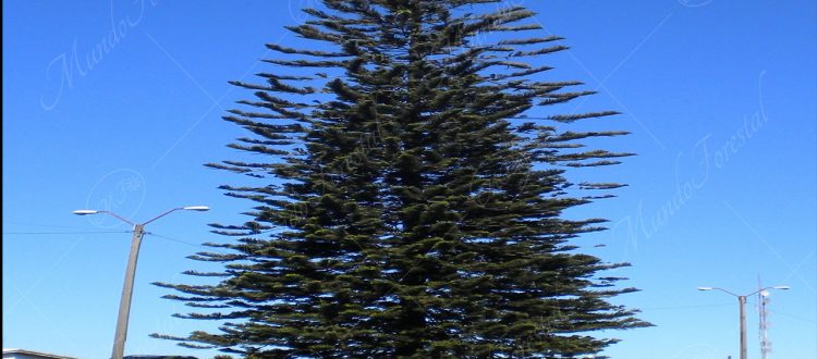 Araucaria - Araucaria heterophylla -