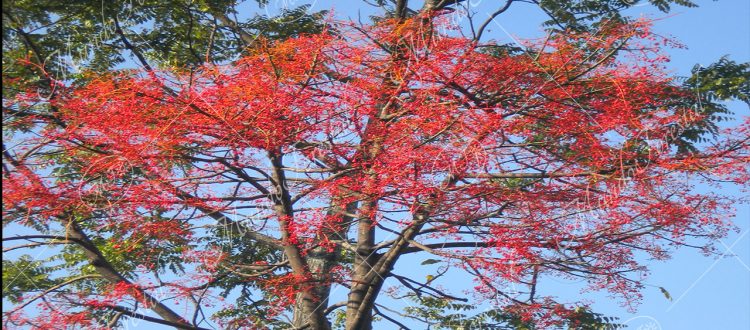 Árbol de fuego o llamarón - Brachychiton acerifolius -