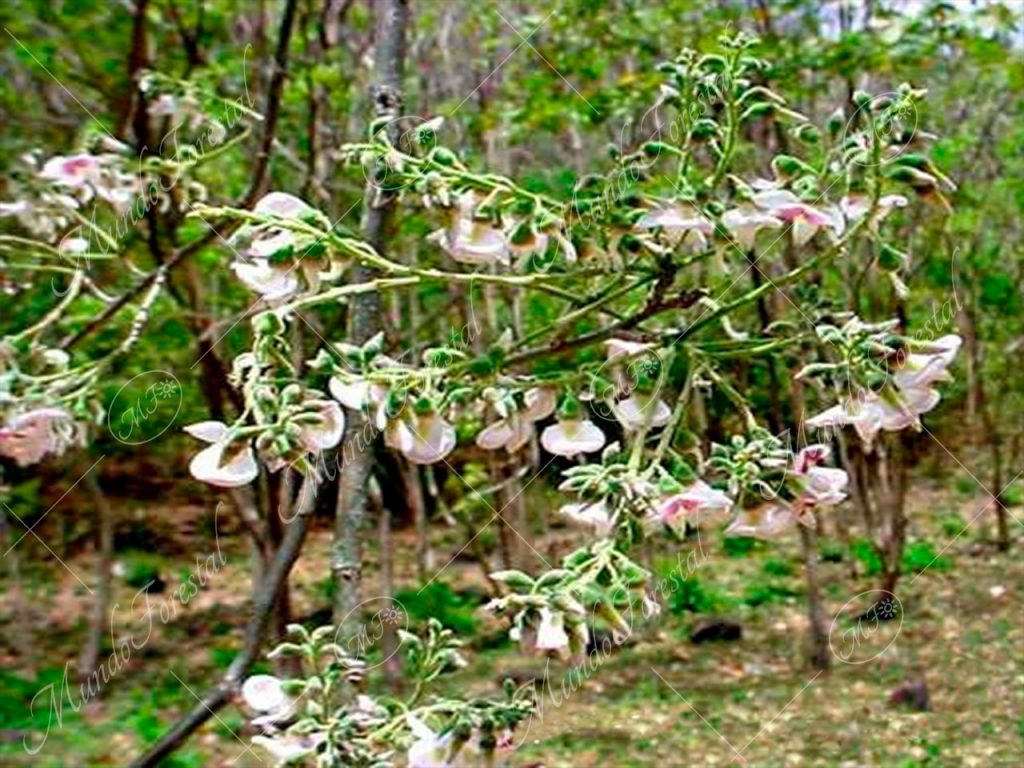 Arco -Myrospermum frutescens -