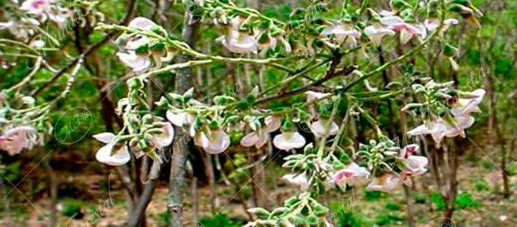 Arco -Myrospermum frutescens -