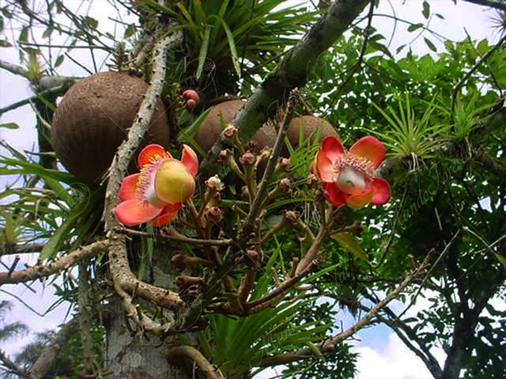 La bala de cañón - Couroupita guianensis -