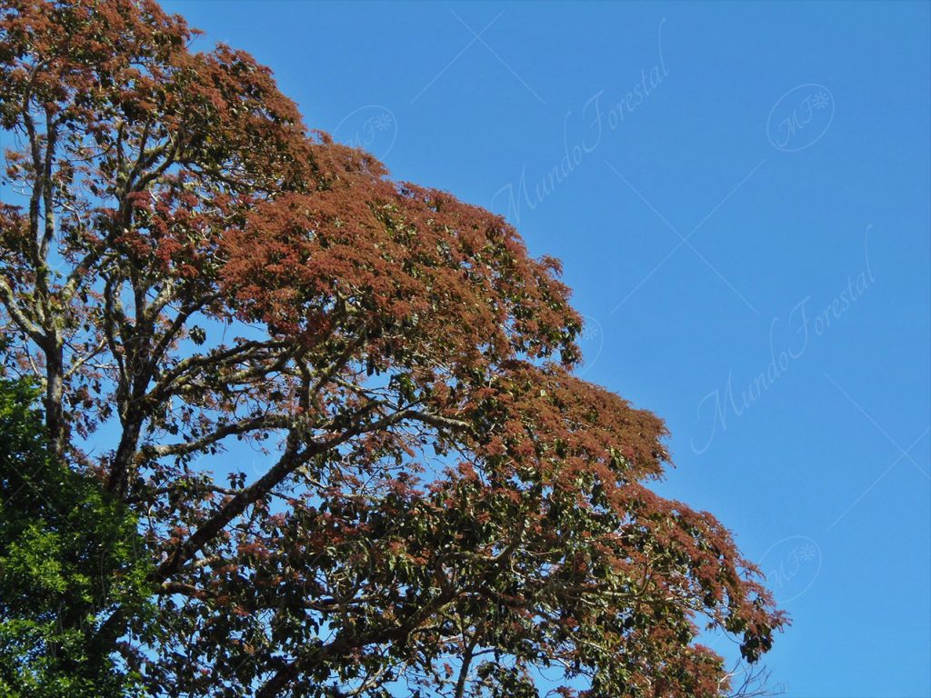 El burío - Heliocarpus appendiculatus -