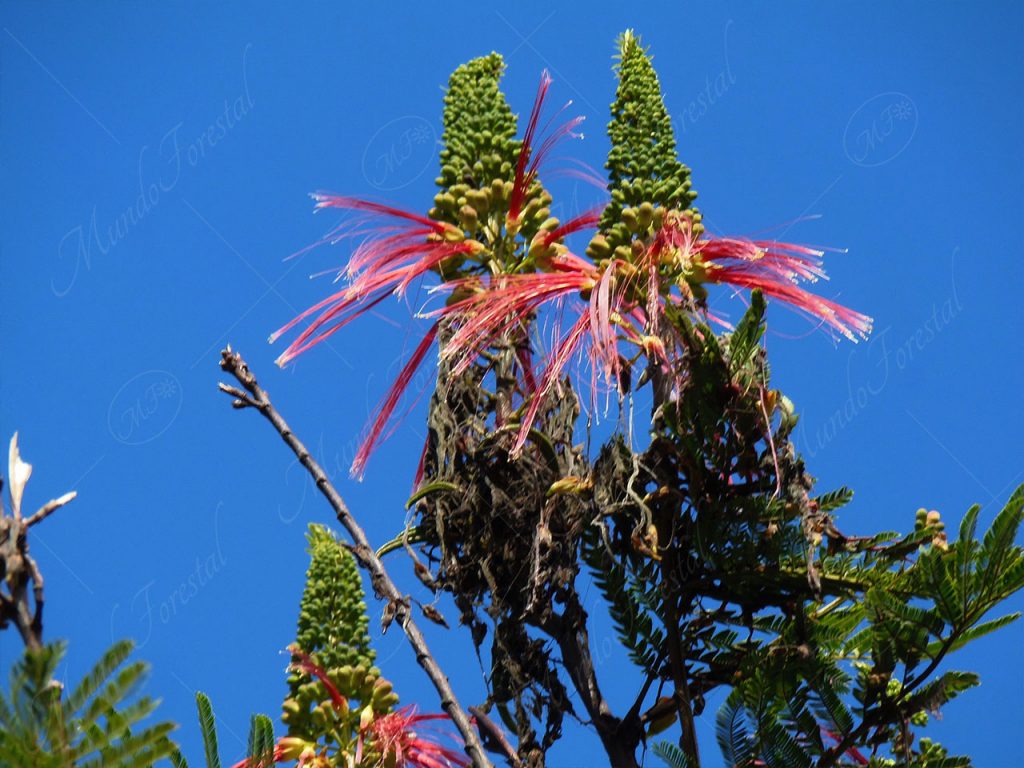 Cabello de ángel - Calliandra houstoniana -