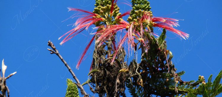Cabello de ángel - Calliandra houstoniana -