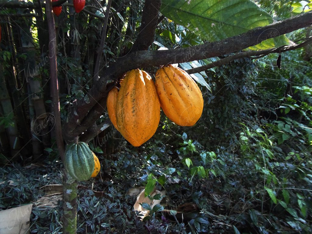 El cacao - Theobroma cacao -