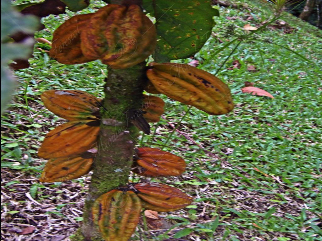 Cacao de ardilla - Herrania purpurea -