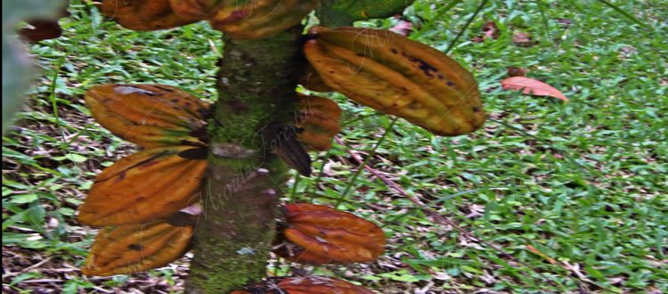 Cacao de ardilla - Herrania purpurea -