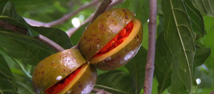 Cachito - Tabernaemontana litoralis -