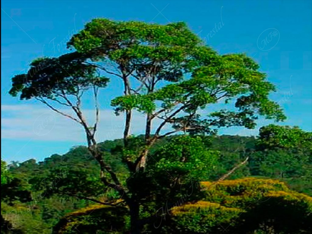 El camíbar - Copaifera aromatica -