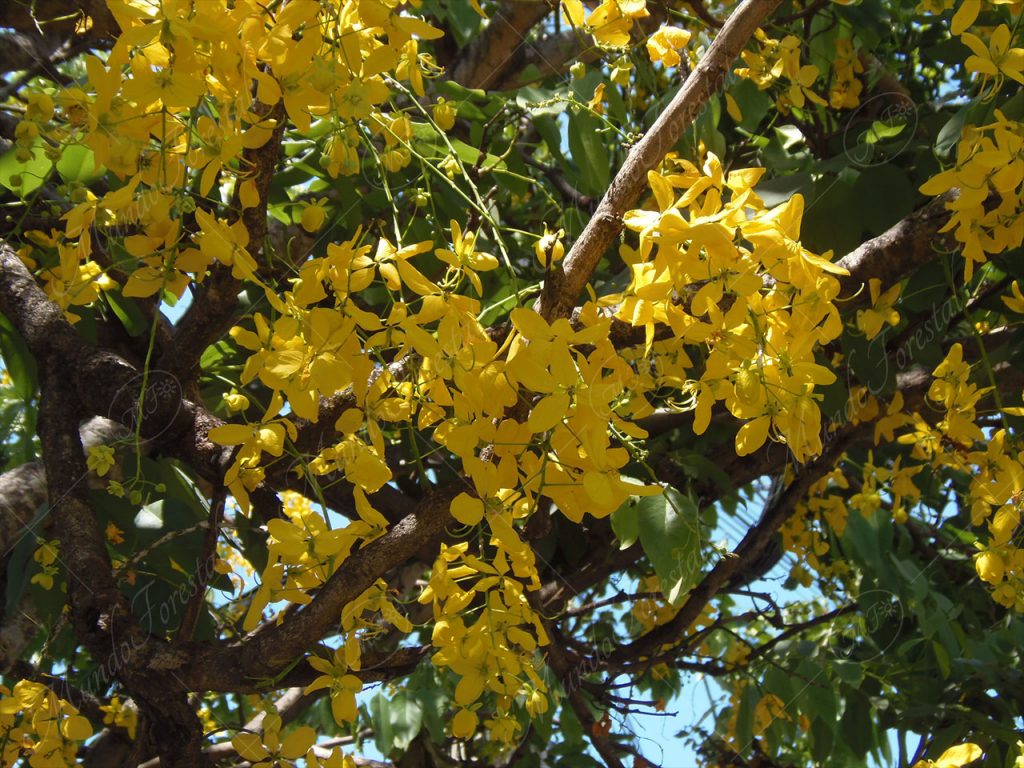 La caña fístula - Cassia fistula -