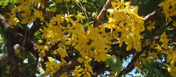 La caña fístula - Cassia fistula -