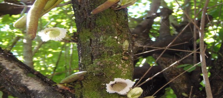 Candelero - Parmentiera cereifera -