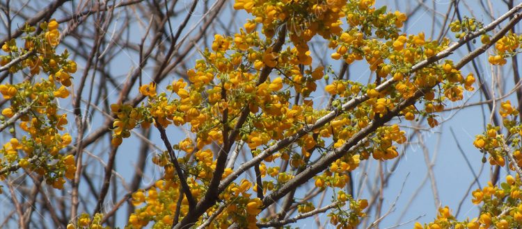 candelillo de Guanacaste - Cassia emarginata -