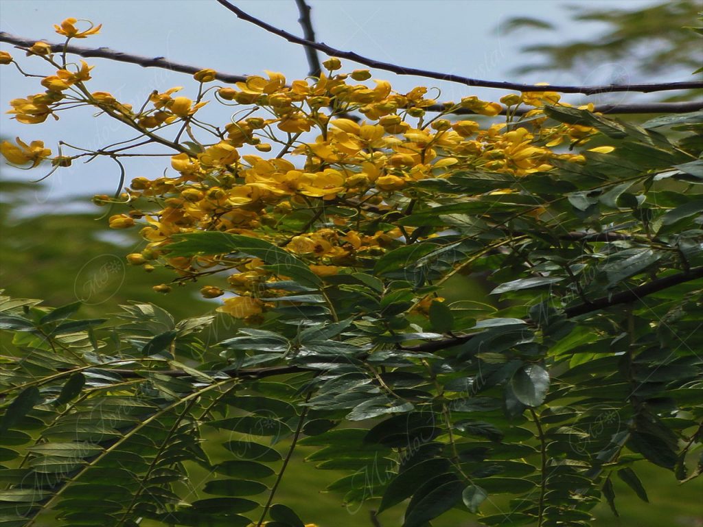 El candelillo de Santa Ana - Senna spectabilis -