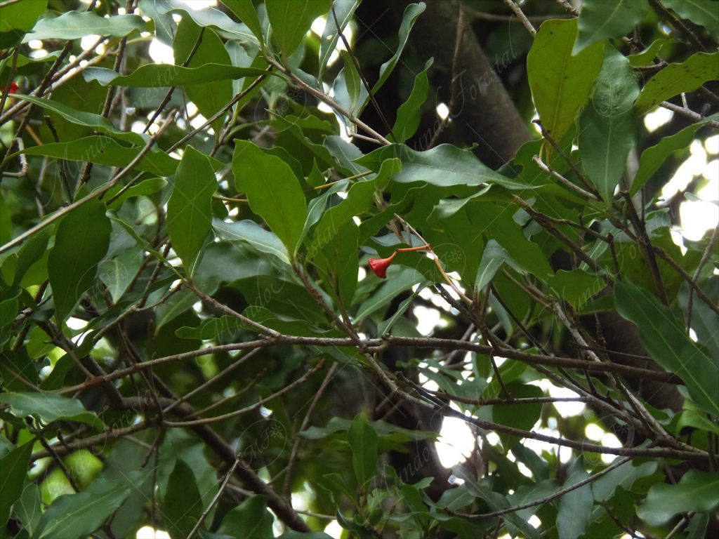 El canelo - Ocotea veraguensis -
