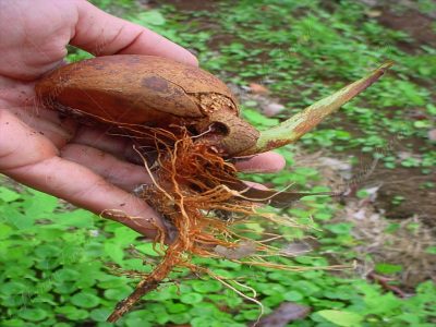 La caobilla - Carapa guianensis -
