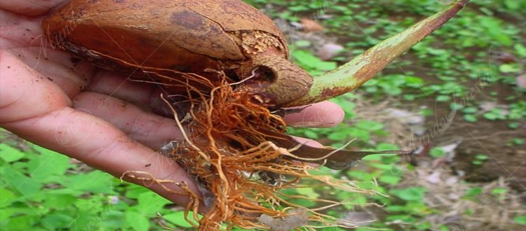 La caobilla - Carapa guianensis -