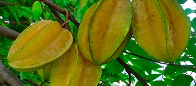 Carambola - Averrhoa carambola