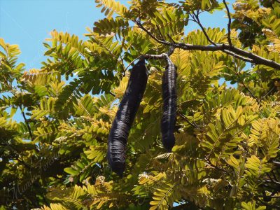 El carao - Cassia grandis -