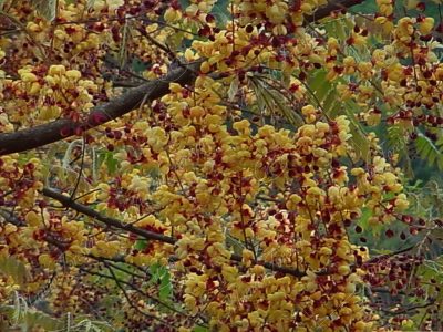 Carao amarillo - Cassia moschata -