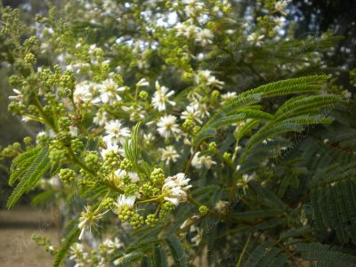 Carboncillo - Acacia angustissima -
