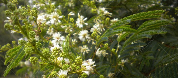 Carboncillo - Acacia angustissima -
