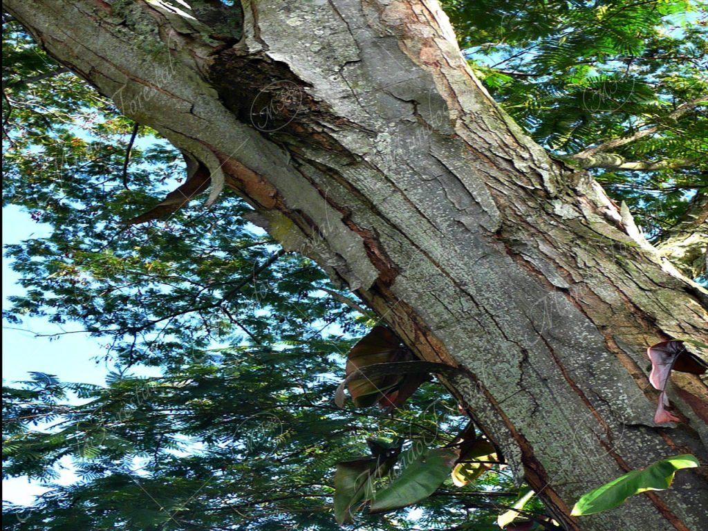 El pisquil o carboncillo - Albizia carbonaria -