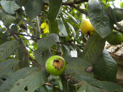 El cas - Psidium friedrichsthalianum -