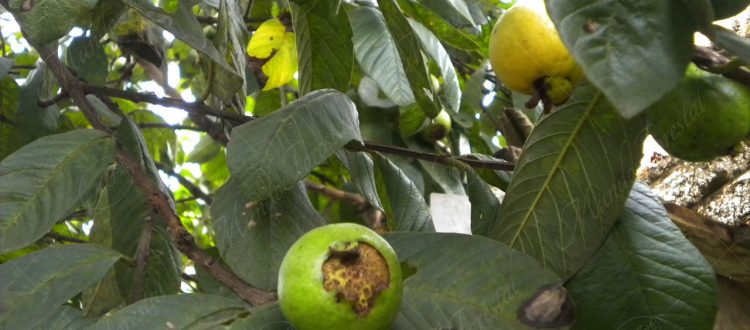 El cas - Psidium friedrichsthalianum -