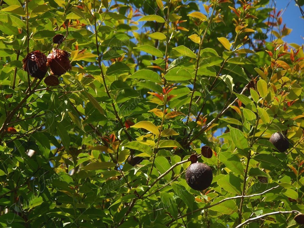 El El cascarillo - Lafoensia punicifolia -