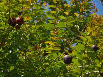 El El cascarillo - Lafoensia punicifolia -